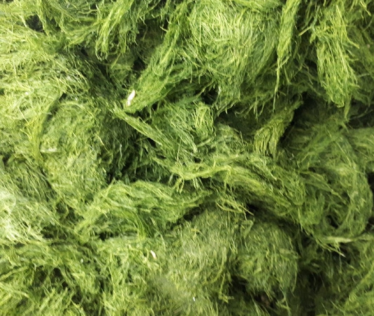 감태가루 감태분말100g 가시파래가루 건강선식 해조국수 수제비 - 상세 이미지 2
