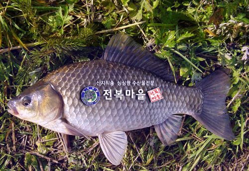 참붕어 2kg 자연산붕어 약붕어즙 붕어 중탕용 - 메인 이미지