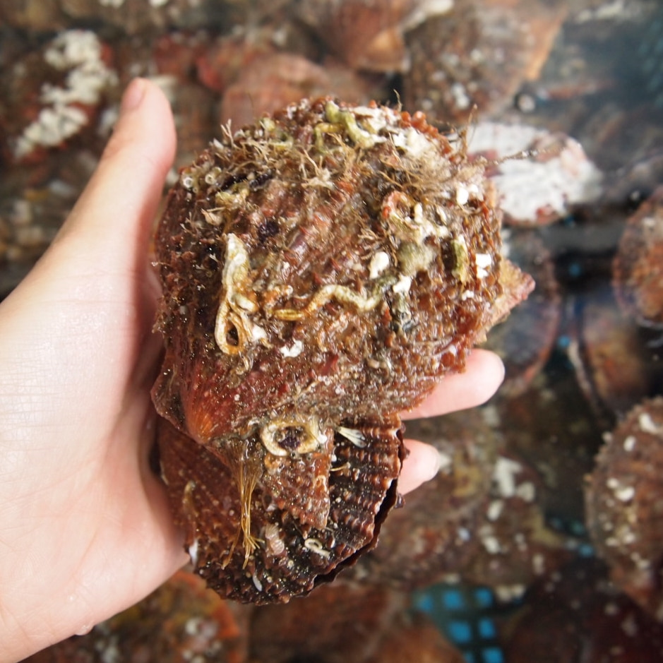 자연산 생물 가리비 1kg 조개구이 가리비회 조개해물탕 (조업당일발송상품) - 상세 이미지 2