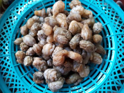 오만둥 미더덕 500 오만동이 오만둥이 해물탕 해물찜 미더덕찜