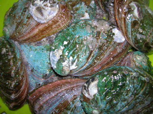 참전복 활전복 1kg (8-9마리) 선물용전복 큰전복택배 살아있는 전복 책임배송