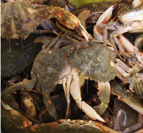 냉동돌게 박하지 민꽃게 10kg 돌게장 박하지게장 간장게장