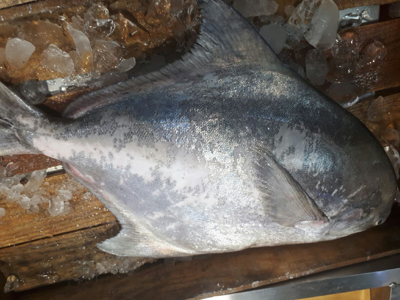 덕자병어 덕대 병어 한마리 1kg 2kg 3kg 덕자찜 덕자회 생선회 조업당일발송 이미지 2