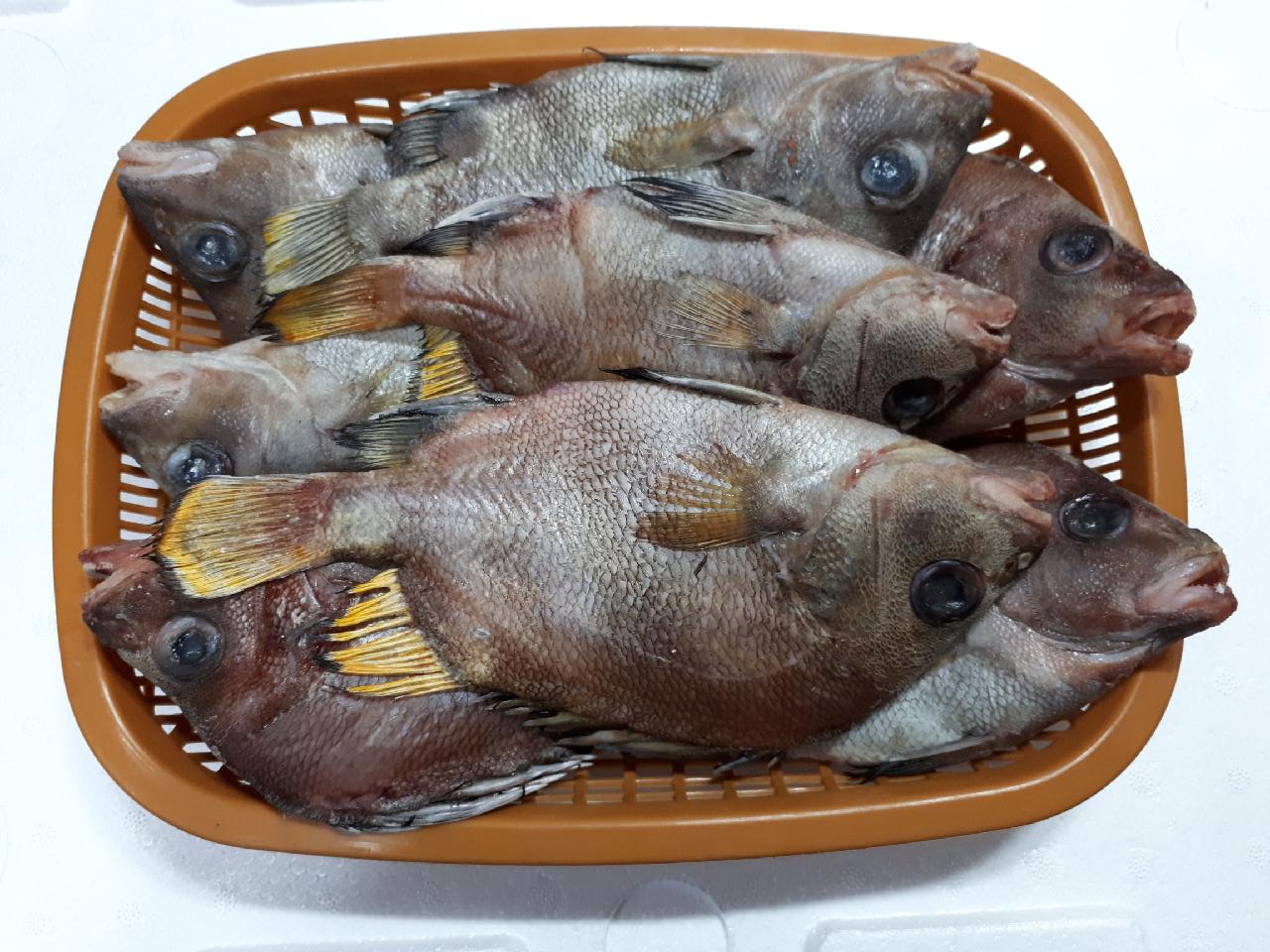 딱돔 군평선이 선물세트 금품생이 목포딱돔 금풍선이 샛서방고기 (예약주문상품) - 상세 이미지 2