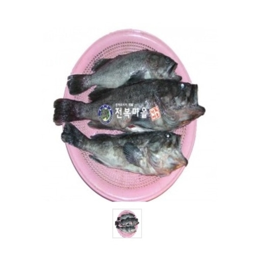 우럭1kg 1마리 생우럭 조피볼락 우럭매운탕 우럭찜 생선구이(조업당일발송상품) - 상품 이미지