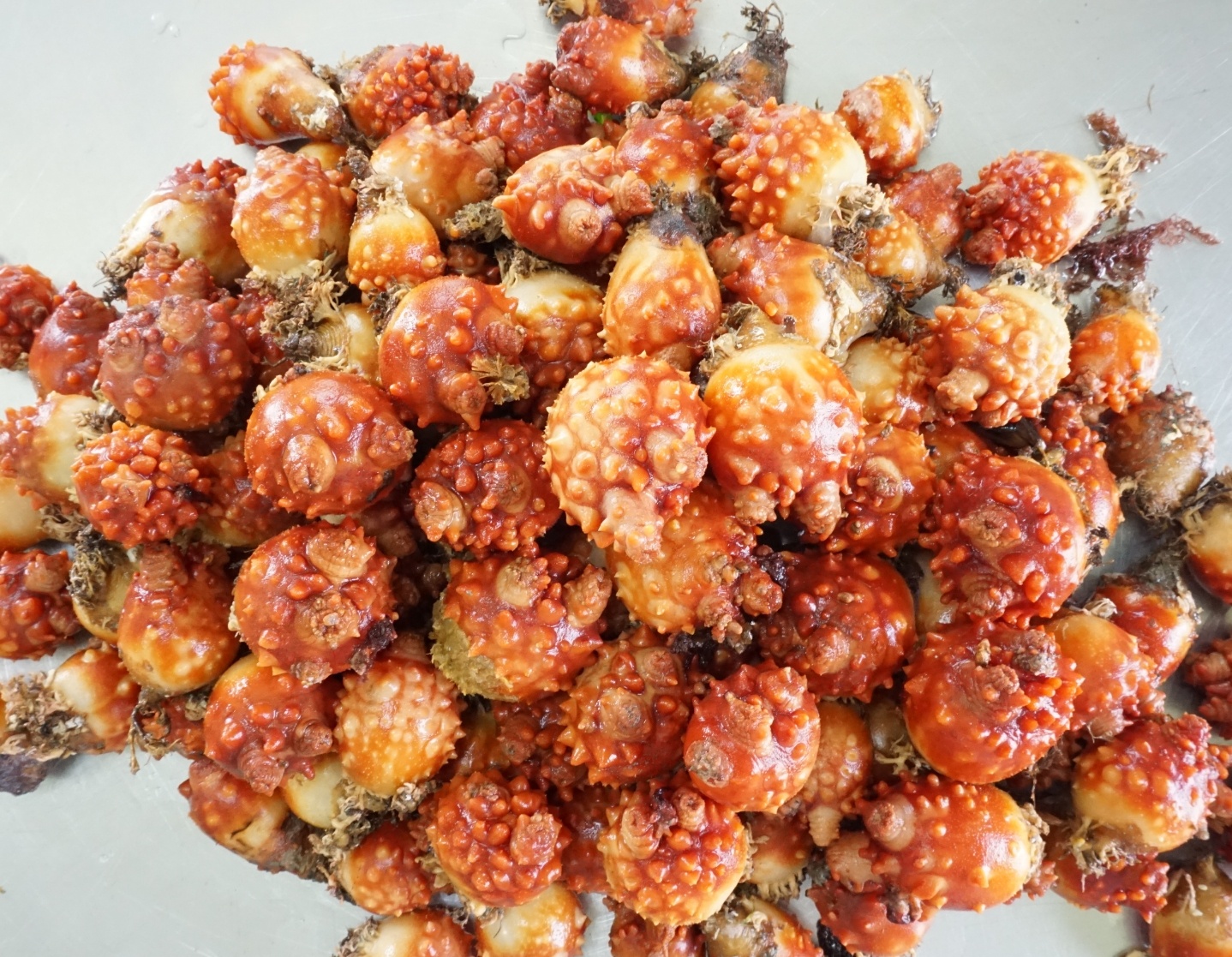 당일조업 동해안 활 멍게 생물 6kg, 1개 이미지 8