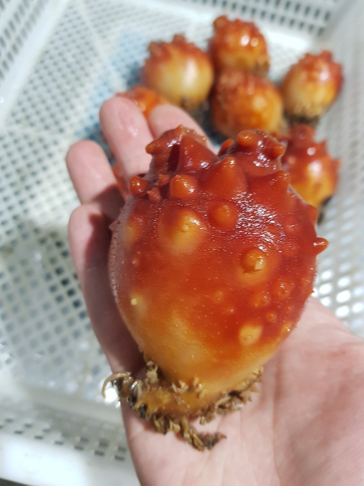 당일조업 동해안 활 멍게 생물 6kg, 1개 - 상세 이미지 5