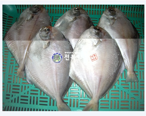 손질 반건조 병어 (특대,대,중) 제수용생선 마른생선 제찬생선