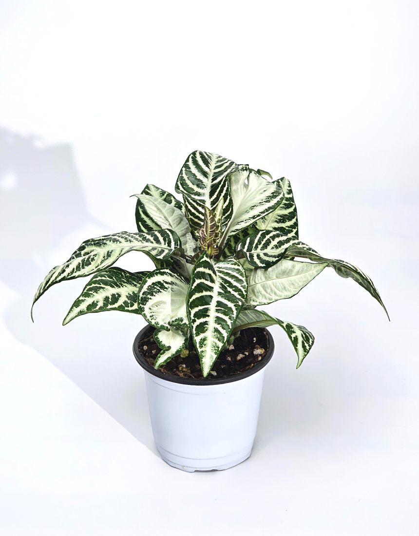 실내공기정화 희귀무늬 식물 아펠란드라 스노우화이트 10cm
