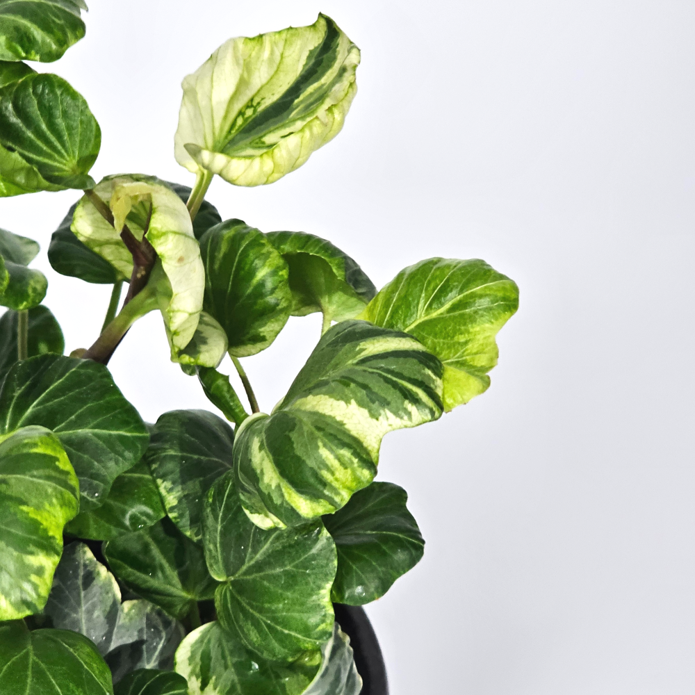 희귀덩쿨식물 리프쉘 무늬 스푼아이비 공기정화 반려식물 10cm