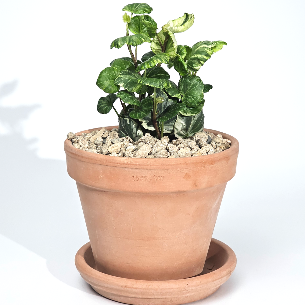 희귀덩쿨식물 리프쉘 무늬 스푼아이비 공기정화 반려식물 10cm