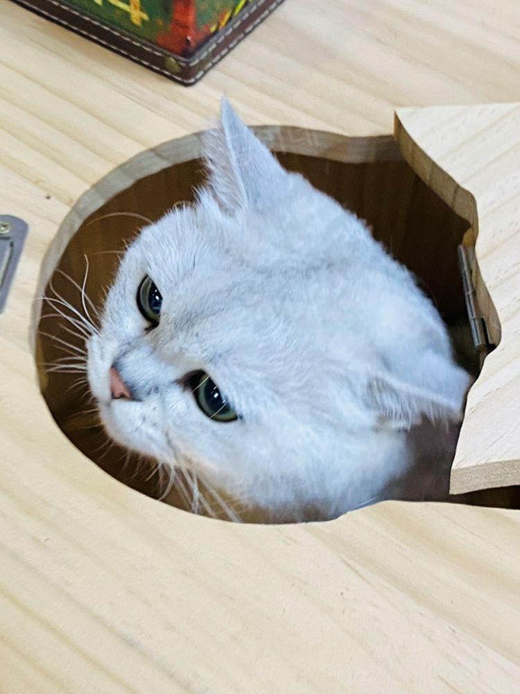 고양이 원목 하우스 대형 케이지 단단한 협탁 캐비닛 집 프레임 침대 아파트 투명 아크릴 빌라 문 주택 목조 - 상세 이미지 4