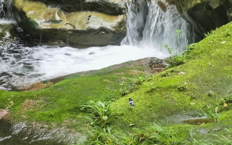 [장가계] 당일투어 삼림공원(십리화랑 금편계곡 원가계 천자산) 트래킹 투어 - 상세 이미지 2
