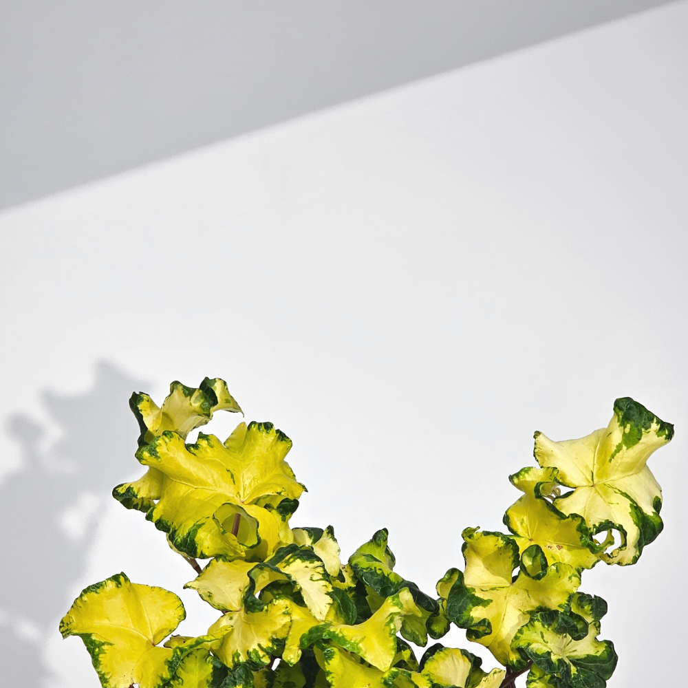 희귀덩쿨식물 황금프릴송악 문라이트아이비 공기정화 반려식물 10cm