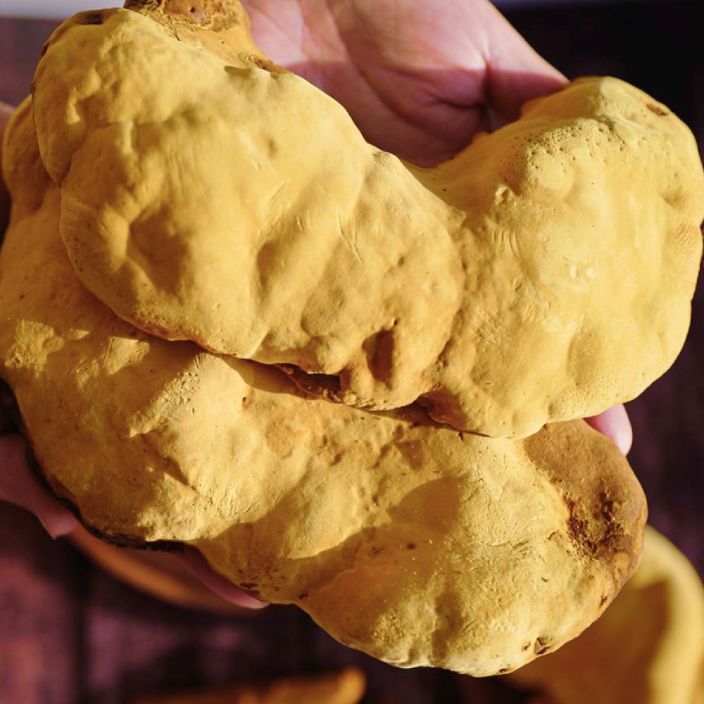 컨비니 [경북 농가돕기] 간편 끓여먹는 상황버섯 티백, 30g, 1통 - 상품 이미지