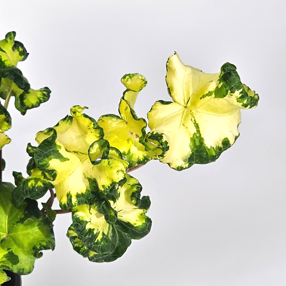 희귀덩쿨식물 황금프릴송악 문라이트아이비 공기정화 반려식물 10cm