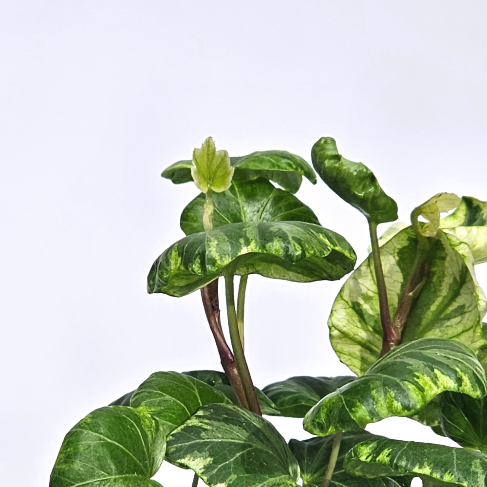 희귀덩쿨식물 리프쉘 무늬 스푼아이비 공기정화 반려식물 10cm