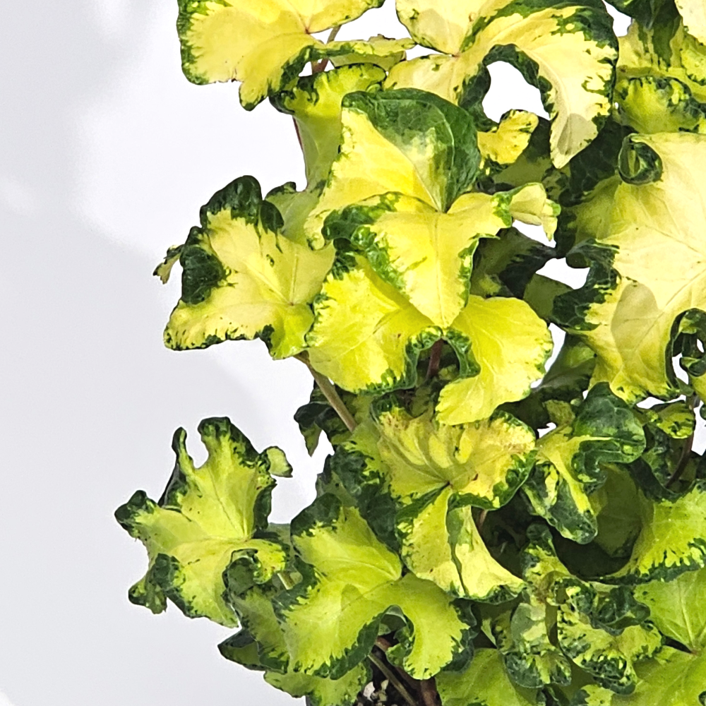 희귀덩쿨식물 황금프릴송악 문라이트아이비 공기정화 반려식물 10cm