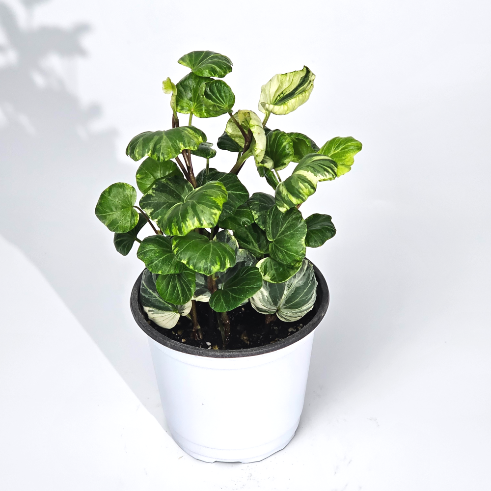 희귀덩쿨식물 리프쉘 무늬 스푼아이비 공기정화 반려식물 10cm