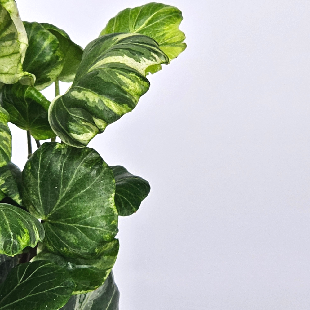 희귀덩쿨식물 리프쉘 무늬 스푼아이비 공기정화 반려식물 10cm