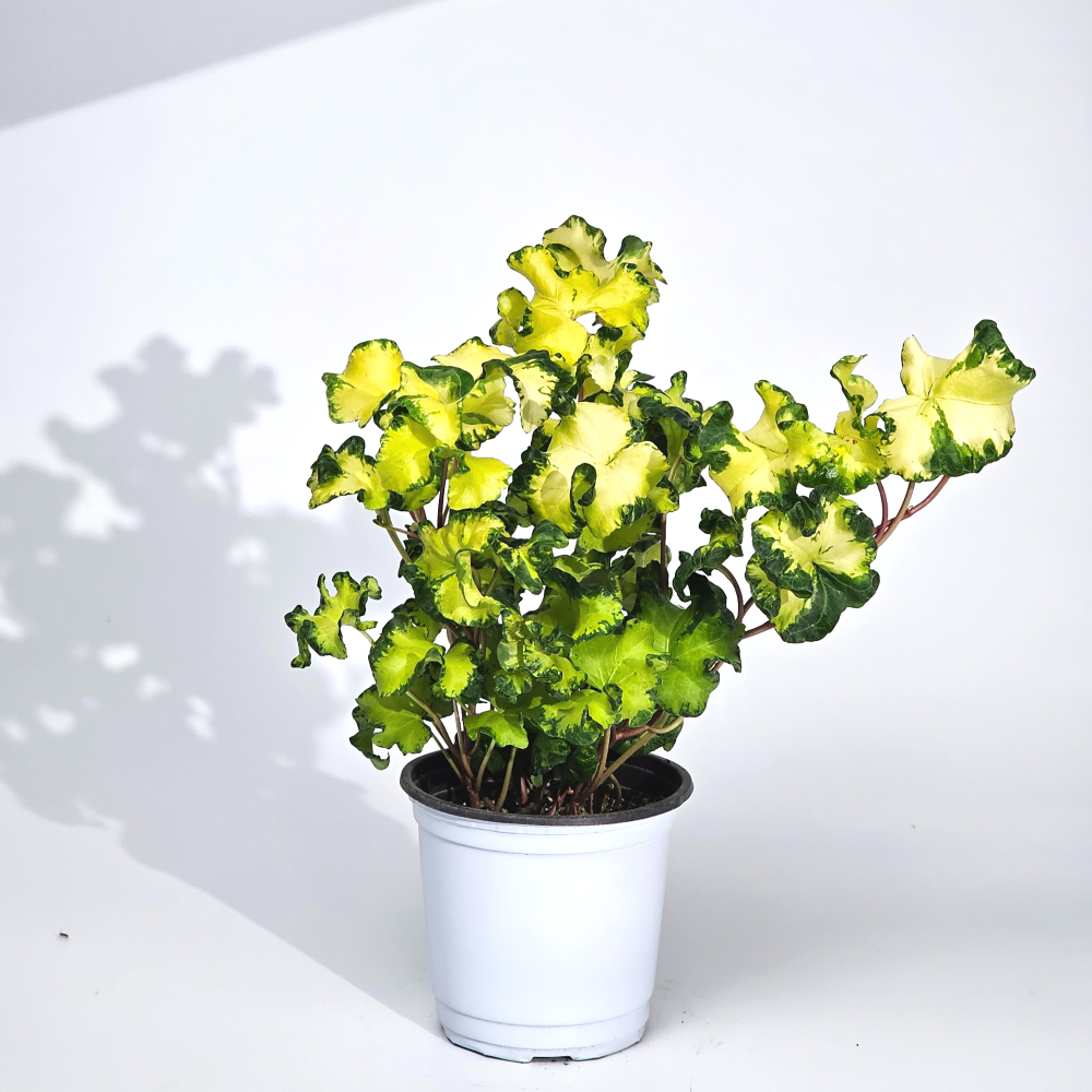 희귀덩쿨식물 황금프릴송악 문라이트아이비 공기정화 반려식물 10cm