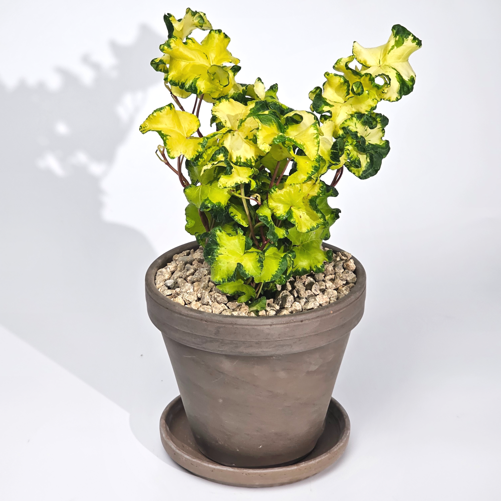 희귀덩쿨식물 황금프릴송악 문라이트아이비 공기정화 반려식물 10cm