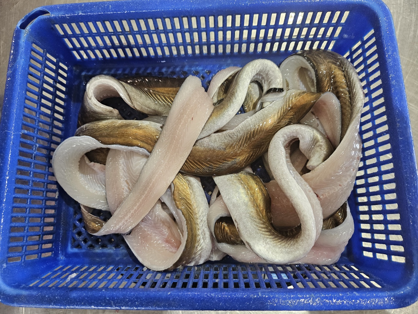 (산지직송) 통영 자연산 하모(갯장어)샤브샤브용 횟감용 - 상세 이미지 3