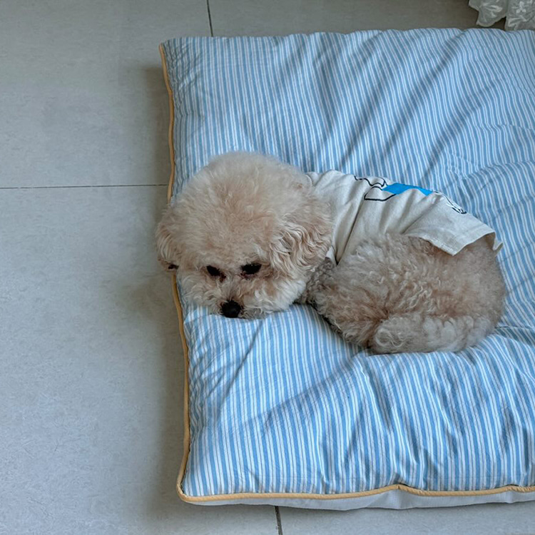 파마파미 스트라이프 강아지 방석 털안붙는 고양이 통세탁 애견 대형견 고밀도 - 상품 이미지
