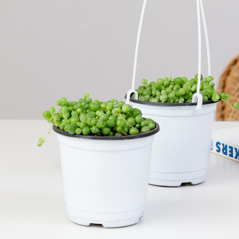 콩란 녹영 키우기 쉬운 반려식물 인테리어 화초 음지 실내공기정화식물 이미지 2