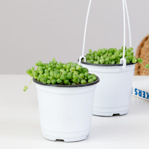 콩란 녹영 키우기 쉬운 반려식물 인테리어 화초 음지 실내공기정화식물 실사용 후기 | 효과 있을까? - 상품 이미지 2