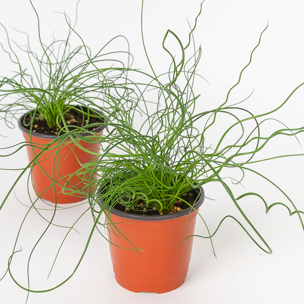 스프링골풀 준쿠스 키우기 쉬운 반려식물 인테리어 화초 음지 실내공기정화식물