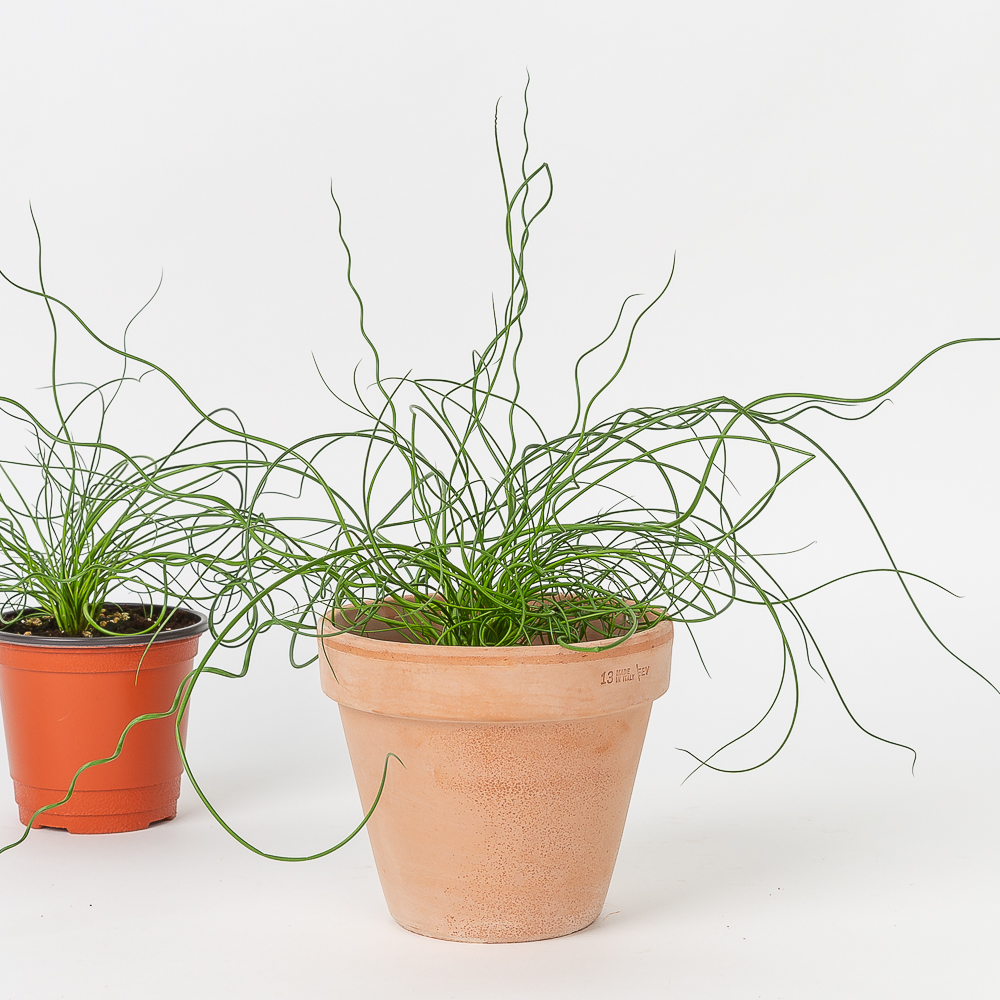 스프링골풀 준쿠스 키우기 쉬운 반려식물 인테리어 화초 음지 실내공기정화식물