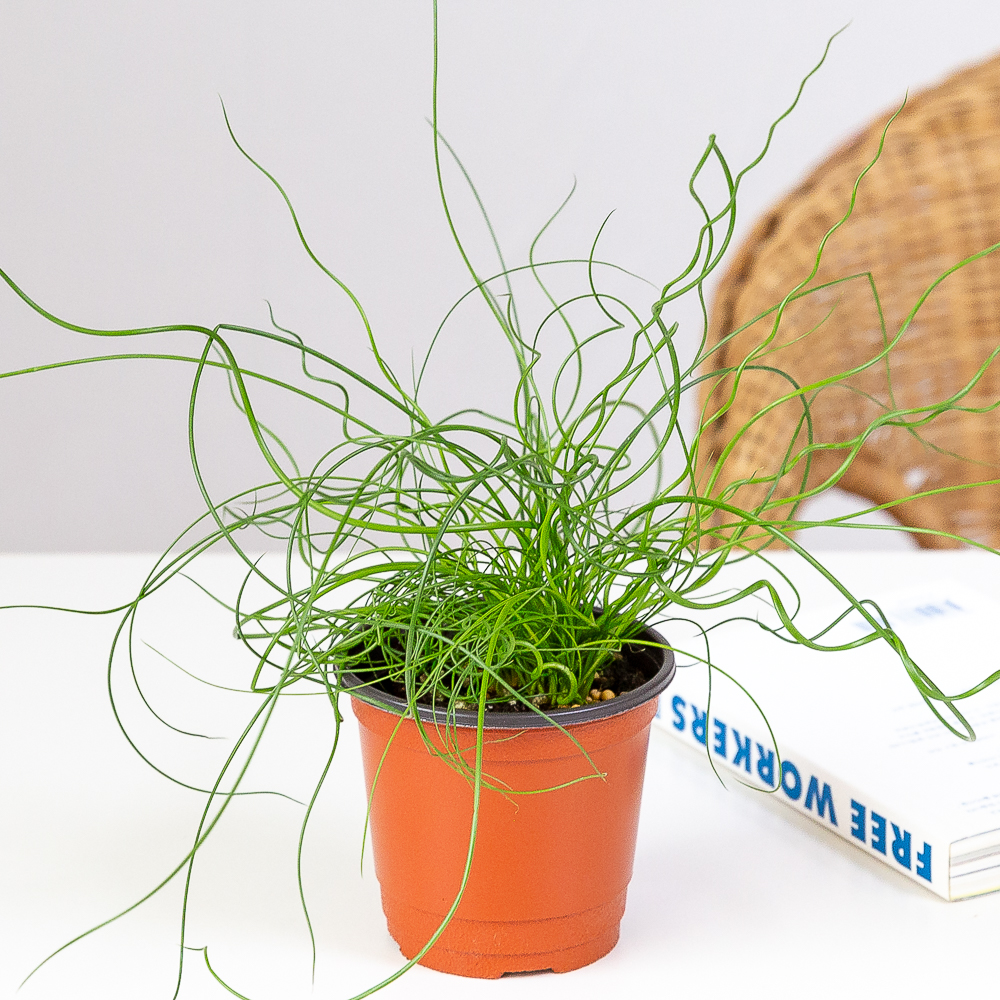 스프링골풀 준쿠스 키우기 쉬운 반려식물 인테리어 화초 음지 실내공기정화식물