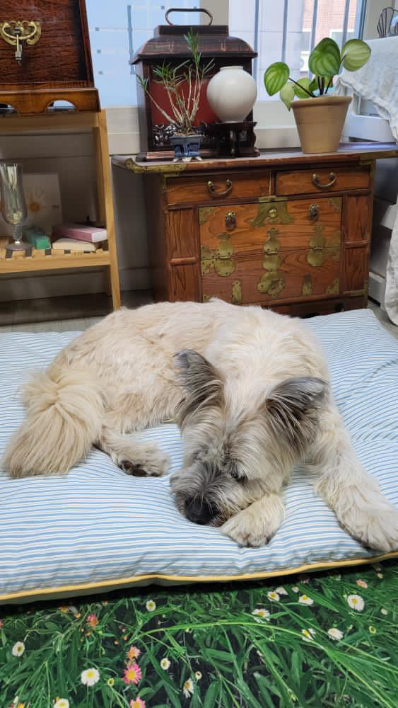 파마파미 스트라이프 강아지 방석 털안붙는 고양이 통세탁 애견 대형견 고밀도 - 상세 이미지 3