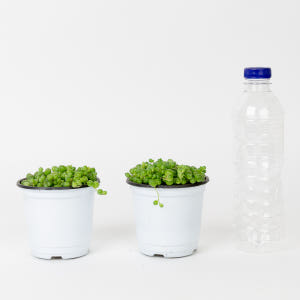 콩란 녹영 키우기 쉬운 반려식물 인테리어 화초 음지 실내공기정화식물 실사용 후기 | 효과 있을까? - 상품 이미지 3