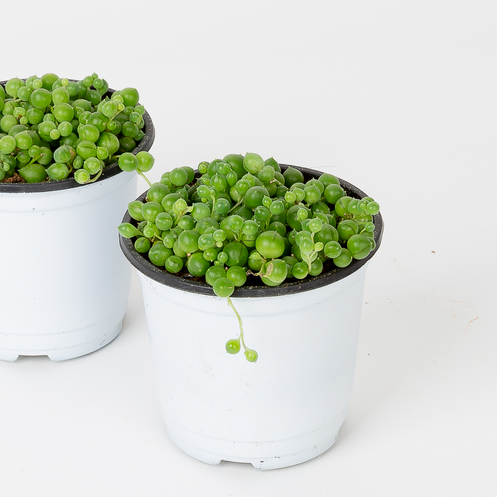 콩란 녹영 키우기 쉬운 반려식물 인테리어 화초 음지 실내공기정화식물