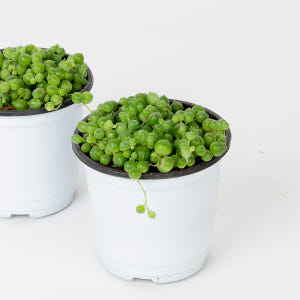 콩란 녹영 키우기 쉬운 반려식물 인테리어 화초 음지 실내공기정화식물 실사용 후기 | 효과 있을까? - 상품 이미지 1