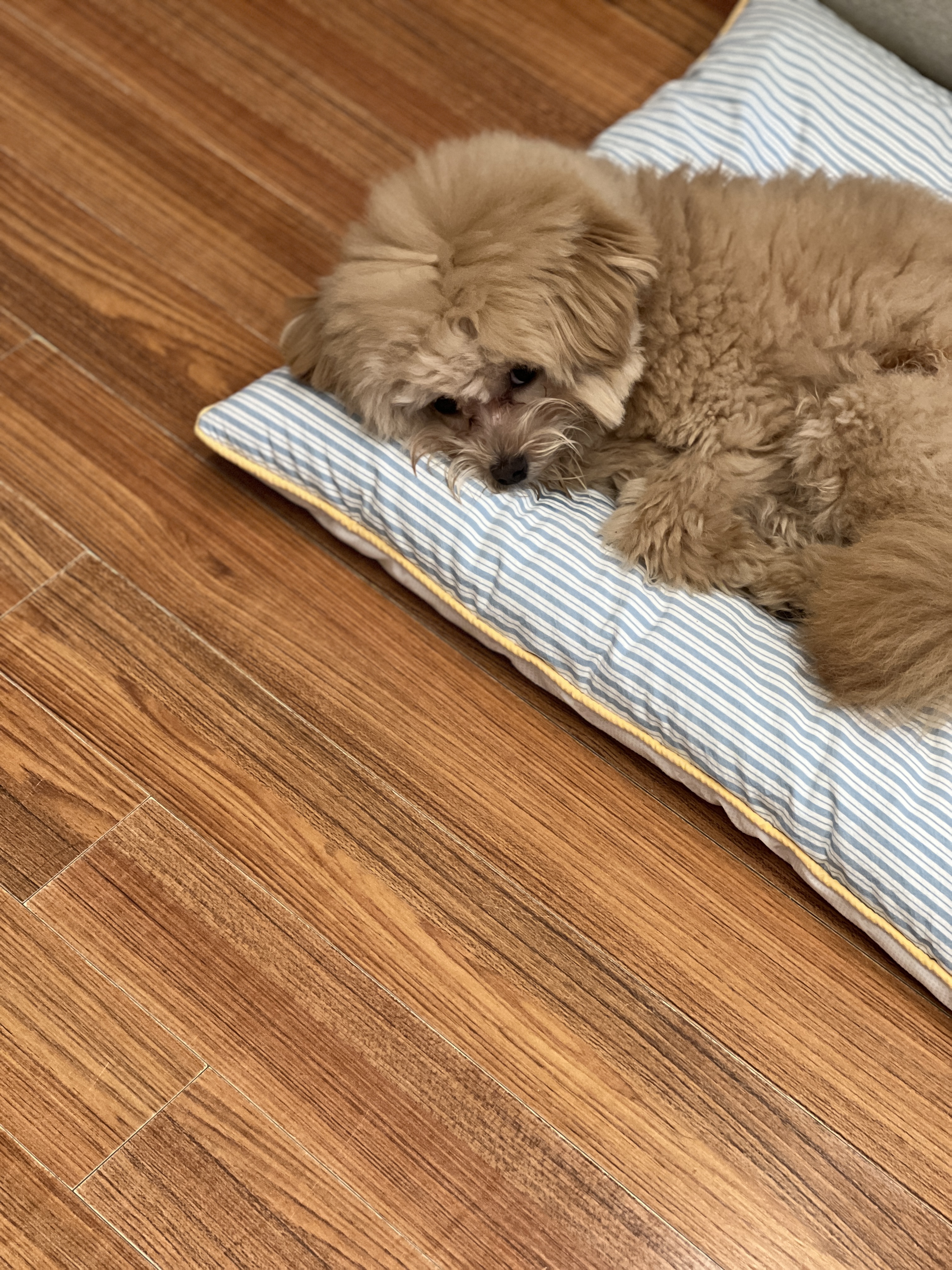 파마파미 스트라이프 강아지 방석 털안붙는 고양이 통세탁 애견 대형견 고밀도 - 상세 이미지 2