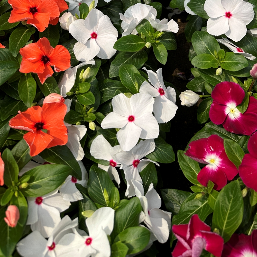 일일초 매일초 키우기 실내화초 꽃모종 가을꽃 봄꽃 야생화 제품 이미지