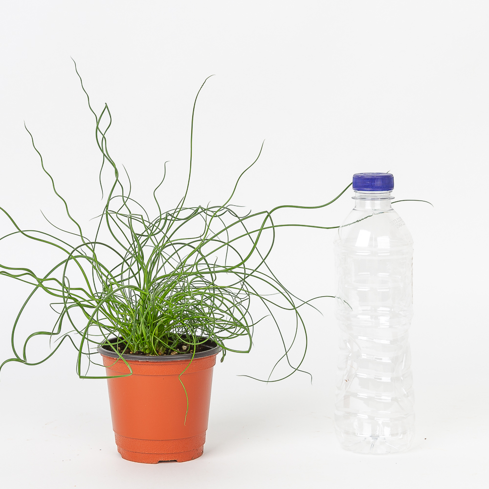 스프링골풀 준쿠스 키우기 쉬운 반려식물 인테리어 화초 음지 실내공기정화식물