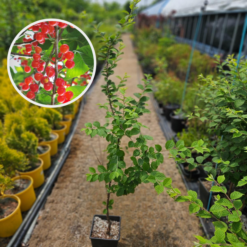 앵두나무 왕앵두 2년 특묘 이미지 2