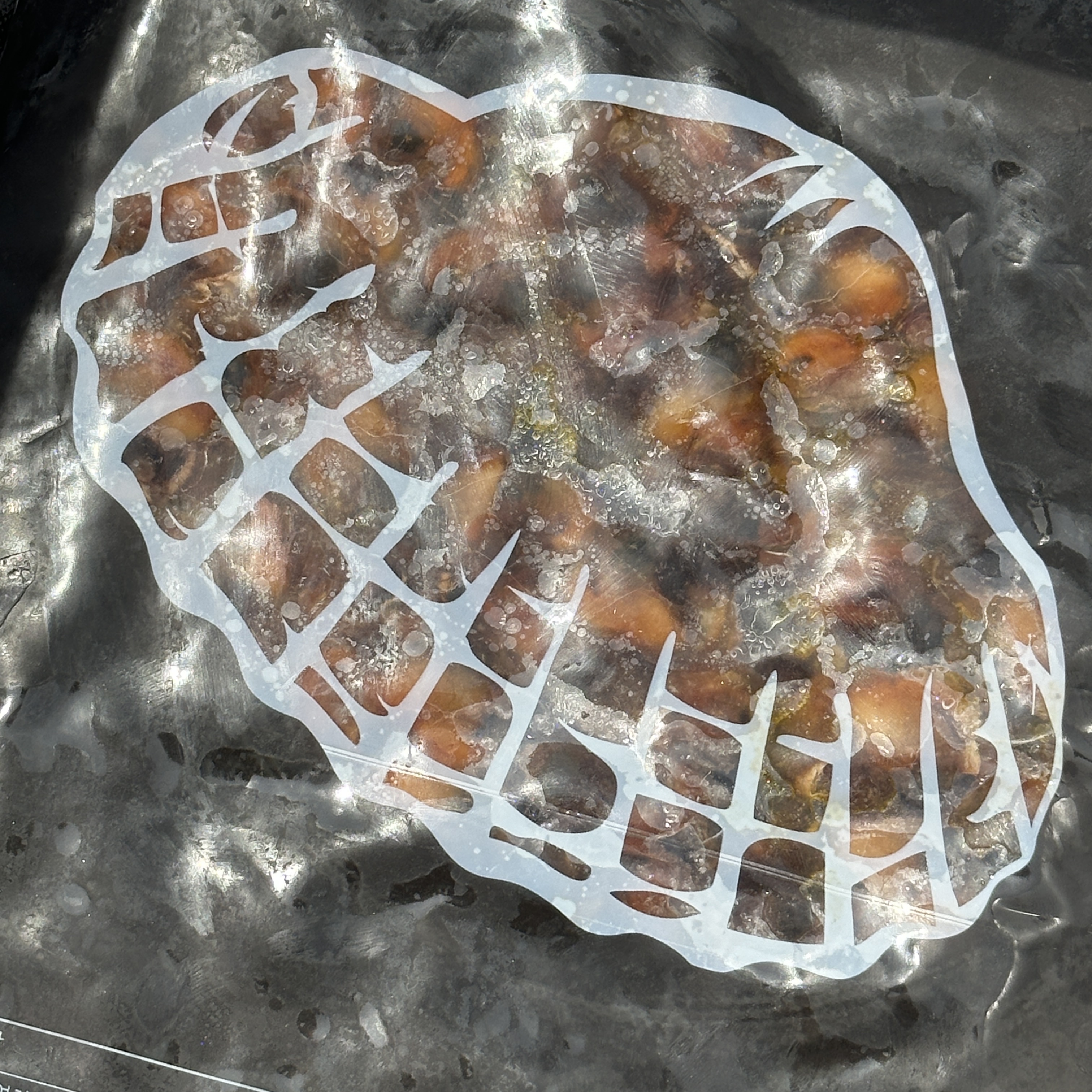 [ 25년 생산 ] 국내산 손질 세척 통통 자숙꼬막살 1kg 이미지 8