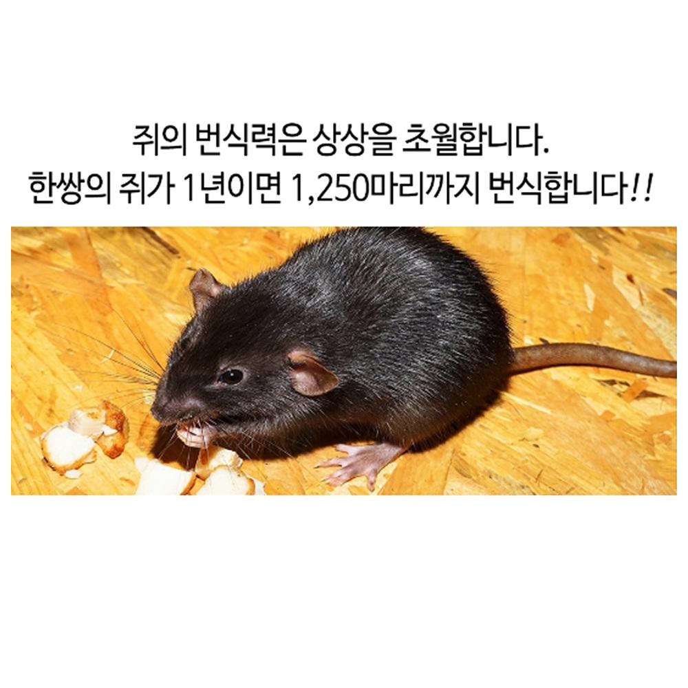 20매 쥐잡는찍찍이 쥐덫 쥐덪 쥐찍찍이 쥐틀 - 상세 이미지 3