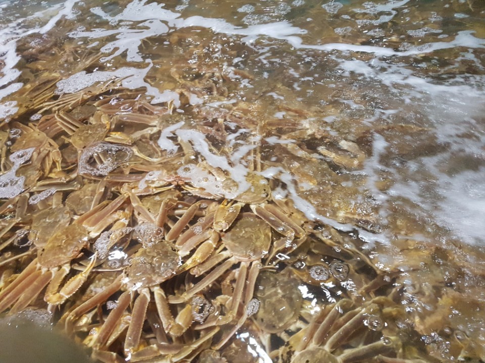 러시아대게자숙 라이브 찜 러시아대게마을 박달 선어 저렴한 마가단 프리모리