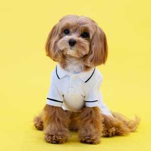 강아지 카라 티셔츠 실내복 강아지옷 올웨이즈 솔직 후기 | 실제 사용자 리뷰 총정리 - 상품 이미지 4