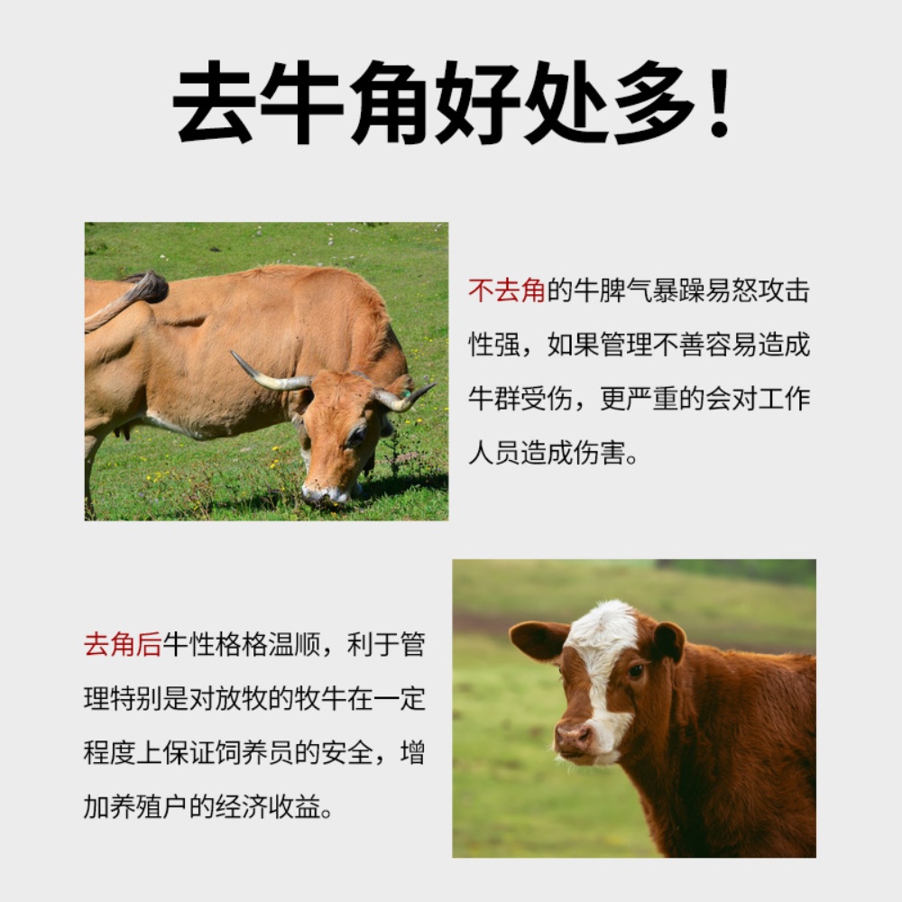 전동 녹용 황소 소뿔 절단기 탈각기 스탬퍼 커팅기 - 상세 이미지 4