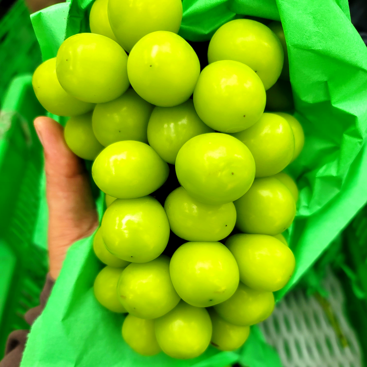 당도보장 산지직송 샤인머스켓 프리미엄 선물세트 1kg 2kg 제철과일 - 상품 이미지