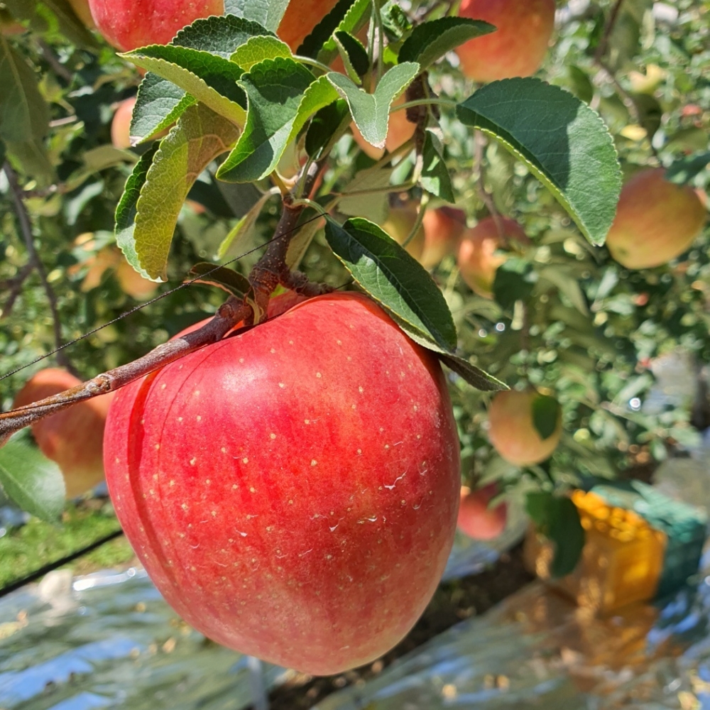 품절대란 2025년 산지직송 홍로 사과: 가정용 추천! 10 사과 이미지8