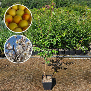 매실나무 홍매실 2년 화분묘 실사용 후기 | 효과 있을까? - 상품 이미지 1
