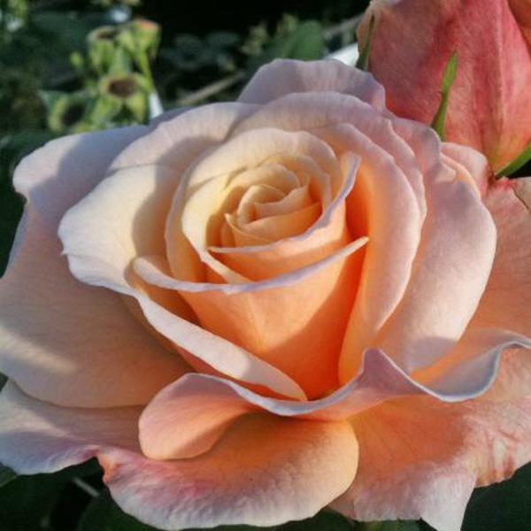조경수 묘목/장미 독일장미 정원장미(오 해피 데이 )  rose004 : 느티나무아래